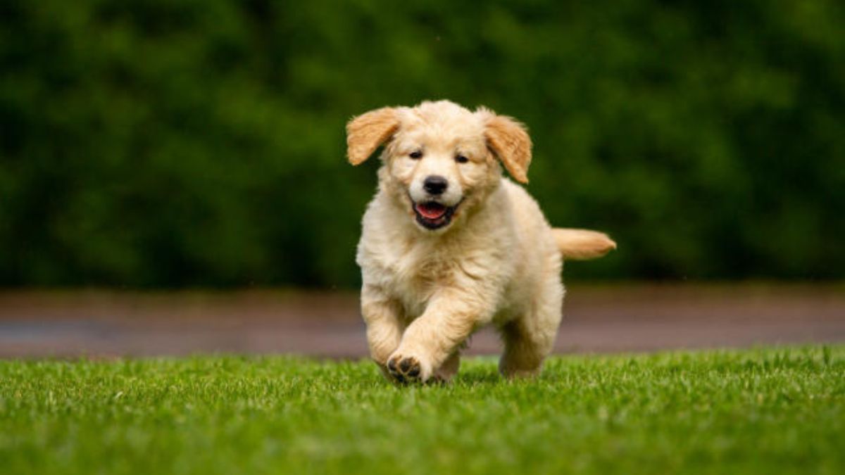 golden retriever