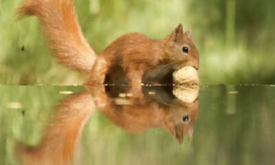 squirrel sounds